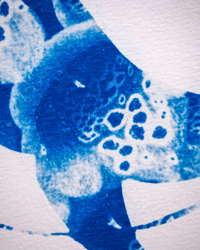 Baleine Fleurs de Digitale