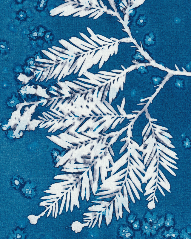 Premières Neiges (Séquoia)