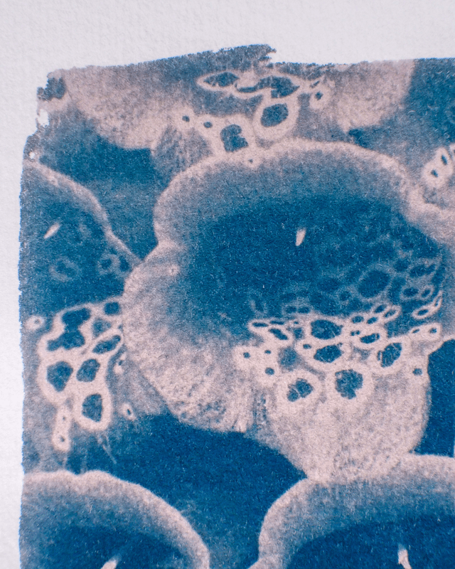 Les fleurs de digitale