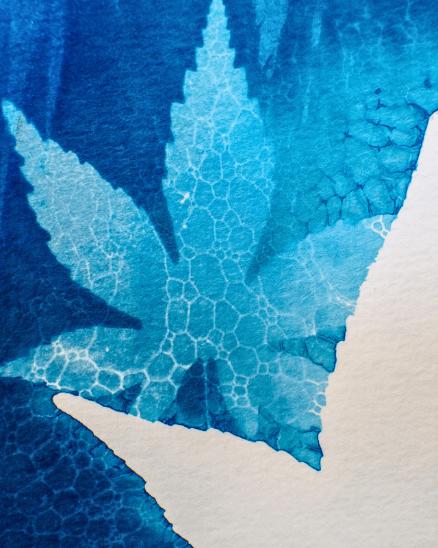 Petit Format - Feuilles d'érable (wet cyanotype)