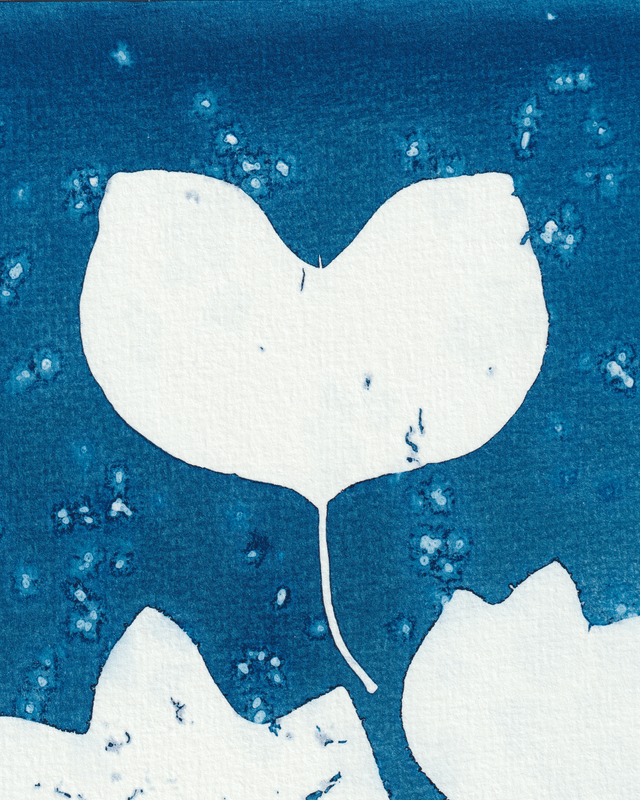 Premières Neiges (Tulipier de Virginie)