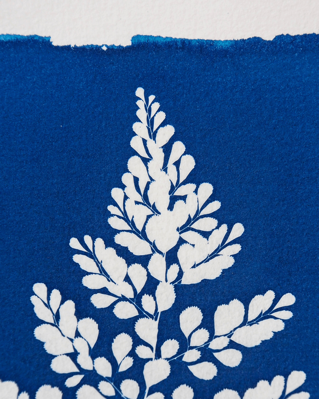 Capillaire élégante - édition été