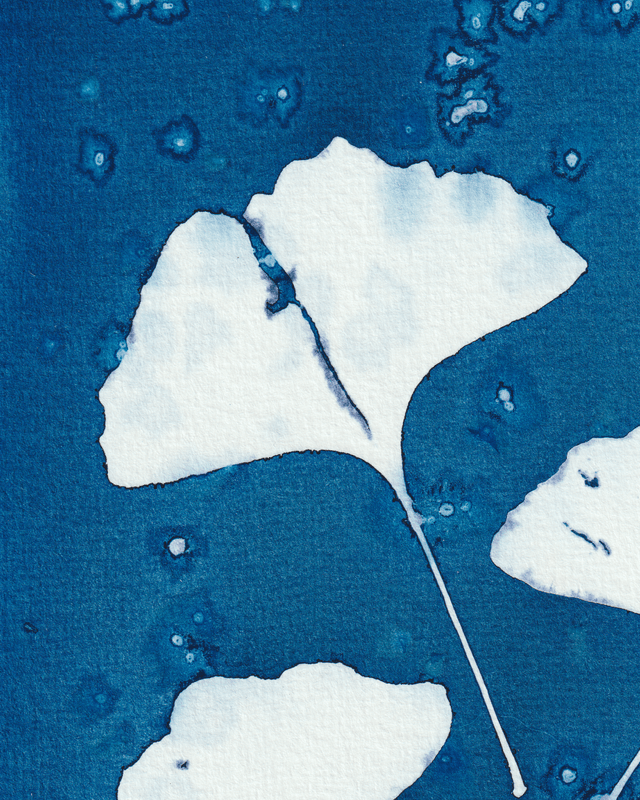 Premières Neiges (Ginkgo)