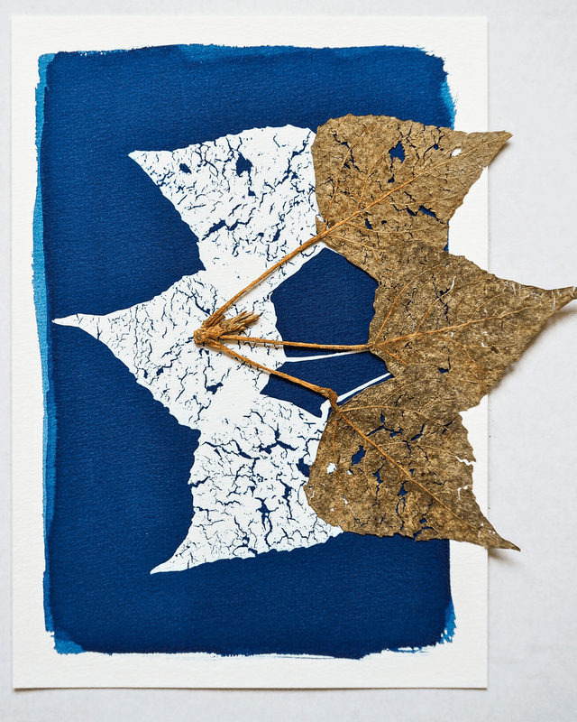 Squelette de feuilles mortes