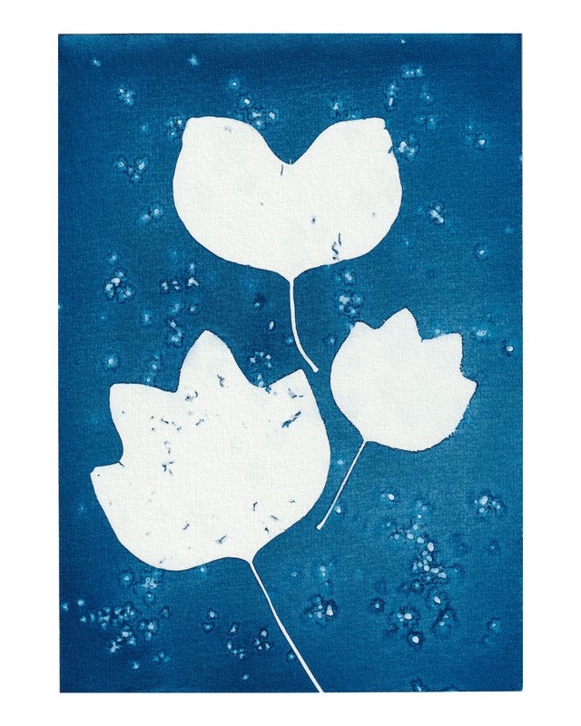 Premières Neiges (Tulipier de Virginie)