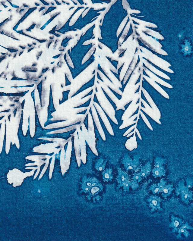 Premières Neiges (Séquoia)