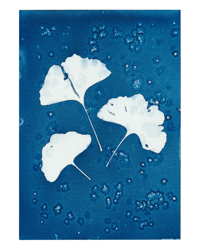 Premières Neiges (Ginkgo)