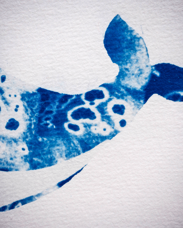 Baleine Fleurs de Digitale