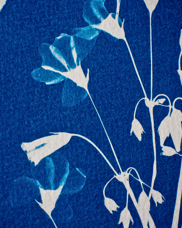 Oxalis Chétives (Ovale)