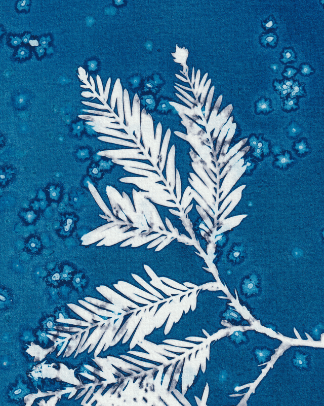 Premières Neiges (Séquoia)
