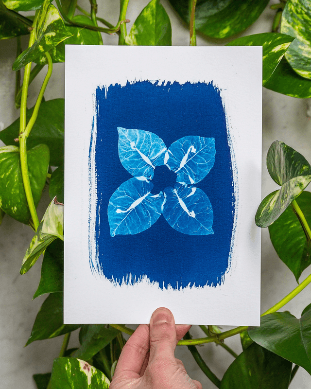 Bougainvillier