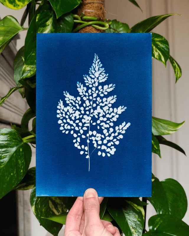 Capillaire élégante - édition hiver