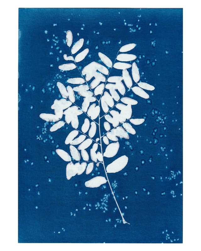 Premières Neiges (Févier d'Amérique)