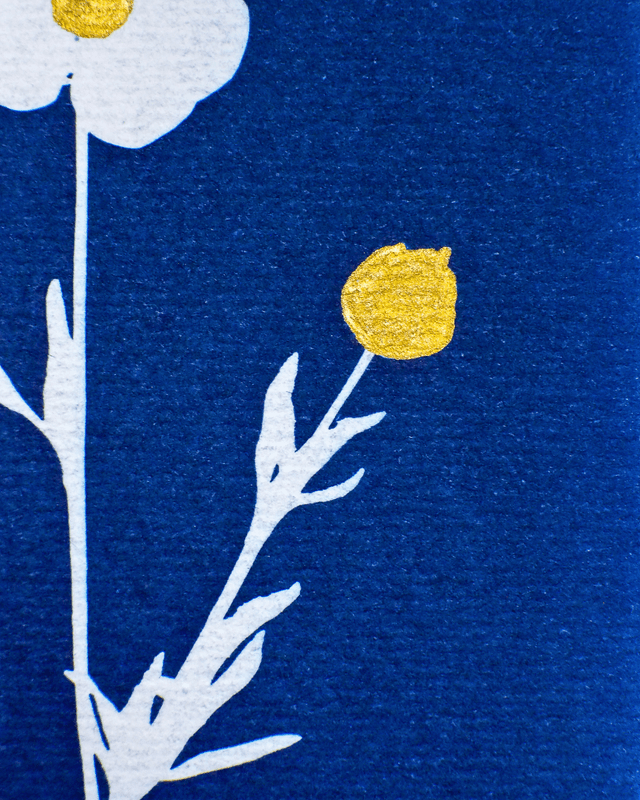 Petit Format - Le bouton d'or