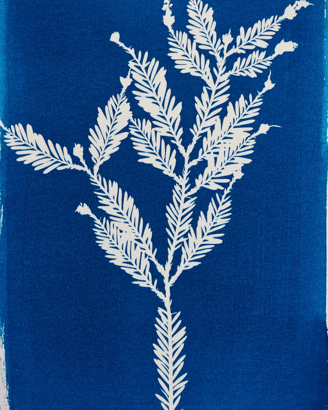 Séquoia Sempervirens