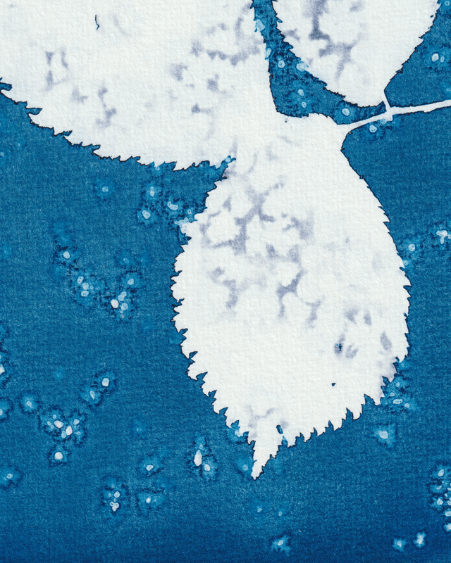 Premières Neiges (Orme)