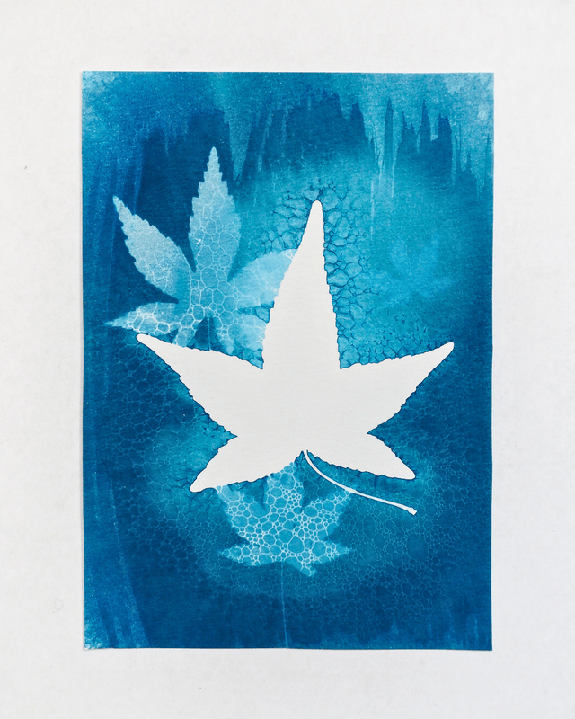 Petit Format - Feuilles d'érable (wet cyanotype)