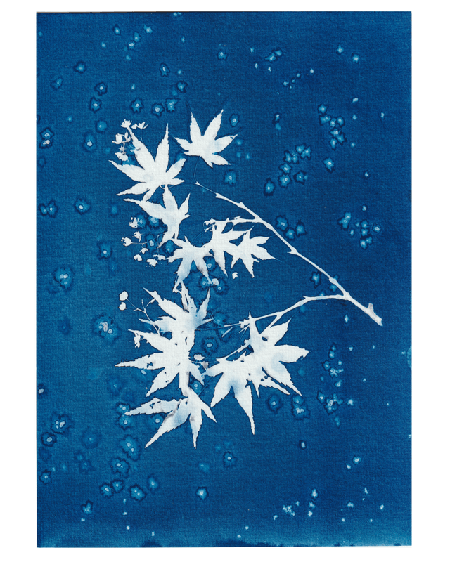Premières Neiges (Érable)