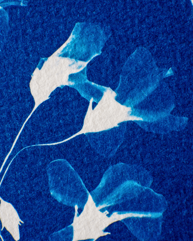 Oxalis Chétives (Ovale)