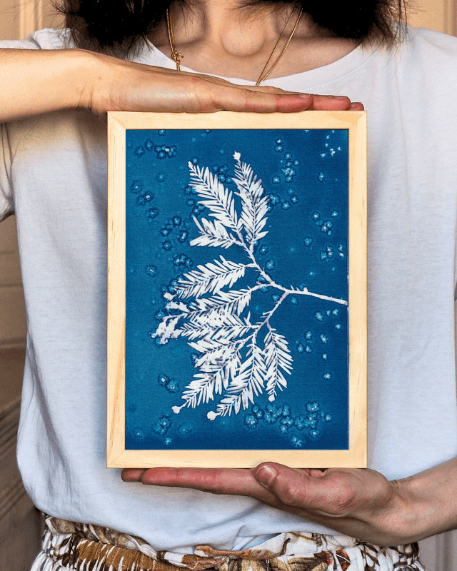 Premières Neiges (Séquoia)
