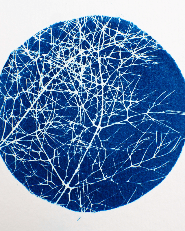Fenouil (6 cercles)