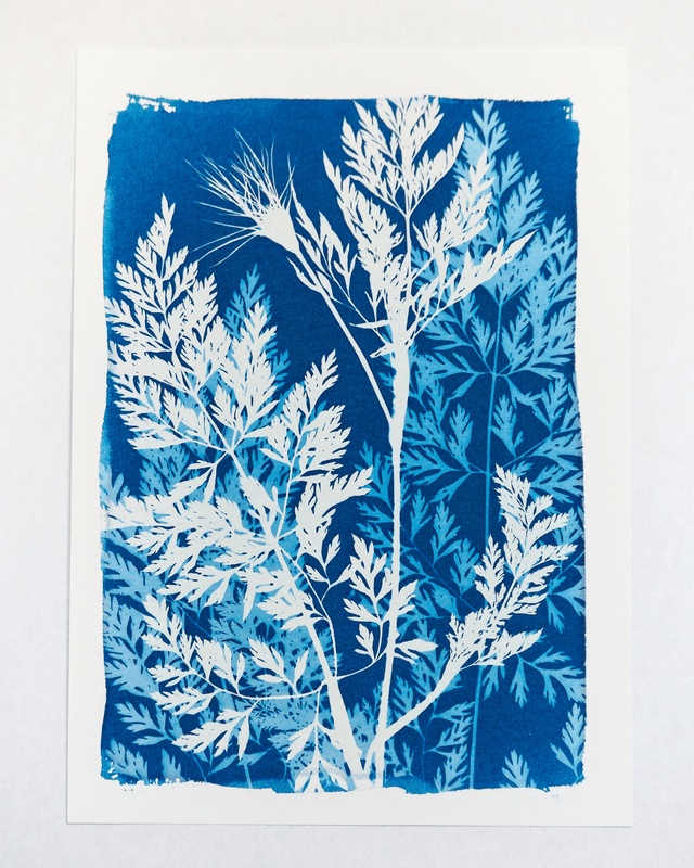 Carotte Sauvage
