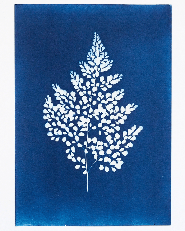 Capillaire élégante - édition hiver