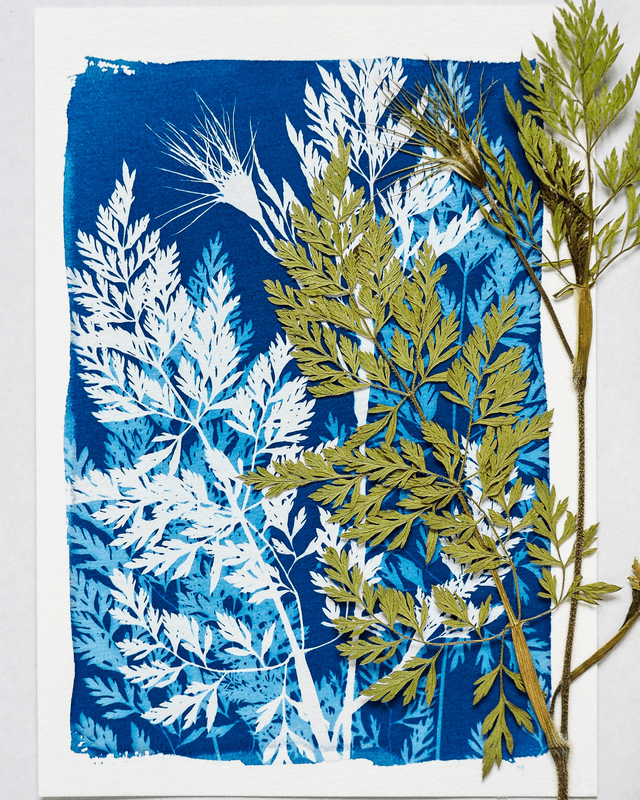 Carotte Sauvage