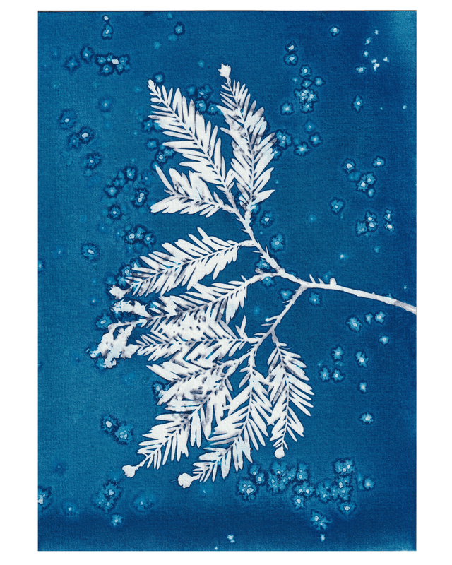 Premières Neiges (Séquoia)