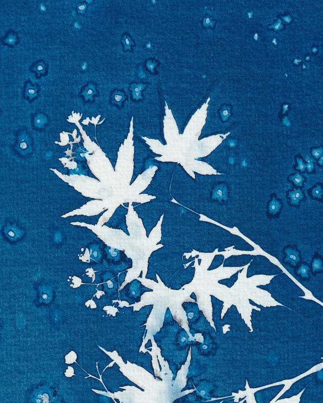 Premières Neiges (Érable)