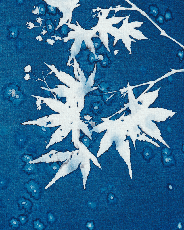 Premières Neiges (Érable)