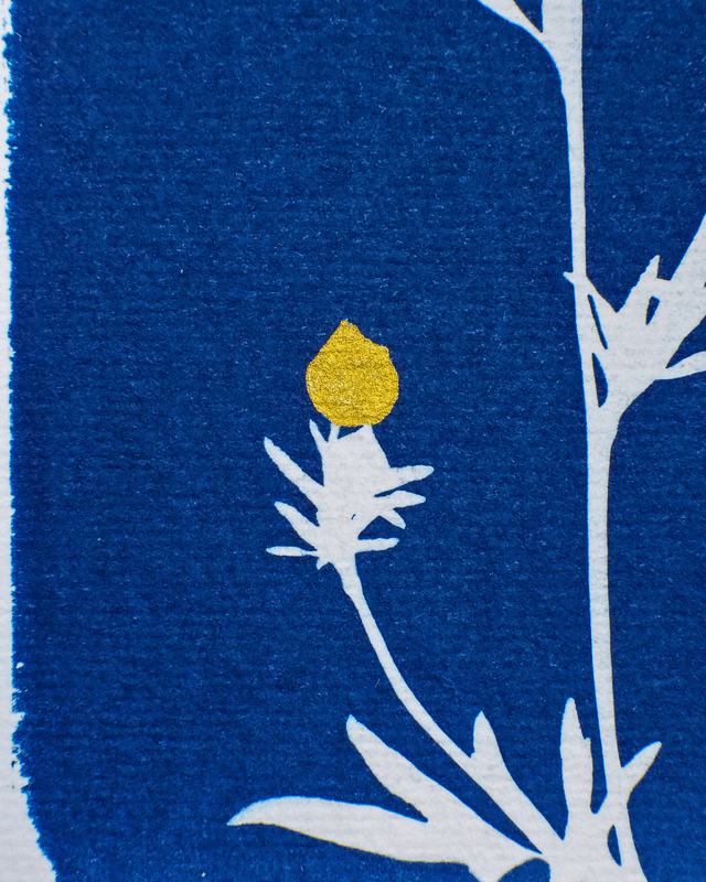 Petit Format - Le bouton d'or