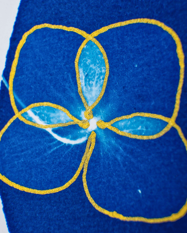 Clair de Lune (Hortensia doré)
