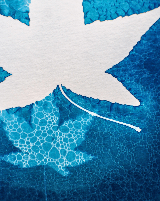 Petit Format - Feuilles d'érable (wet cyanotype)