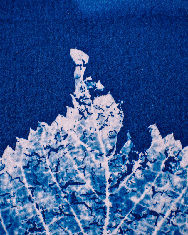 Squelette de feuille morte