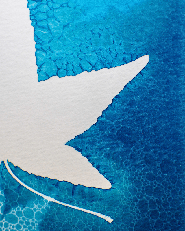 Petit Format - Feuilles d'érable (wet cyanotype)