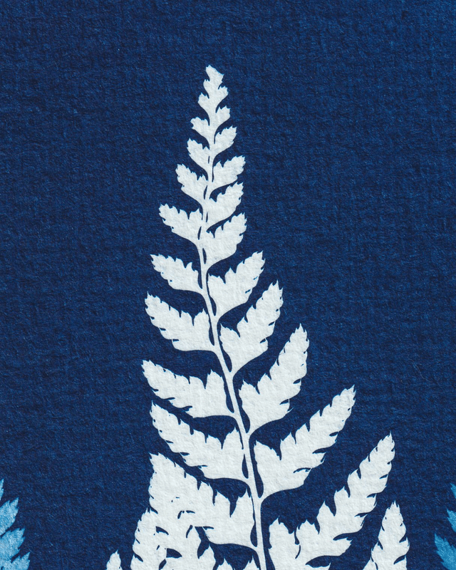 Forêt de Fougères (Dégradé)