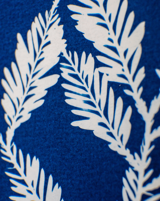 Séquoia Sempervirens
